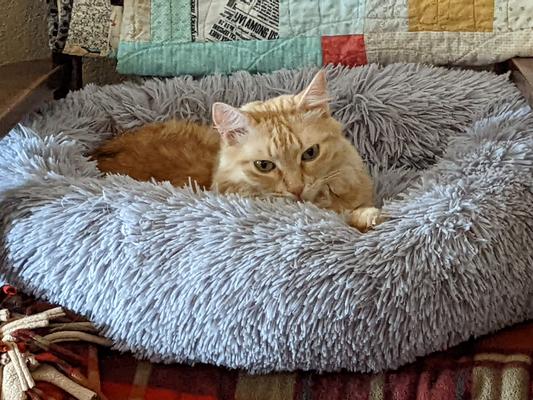 Iliad being extra cute in his fuzzy bed!