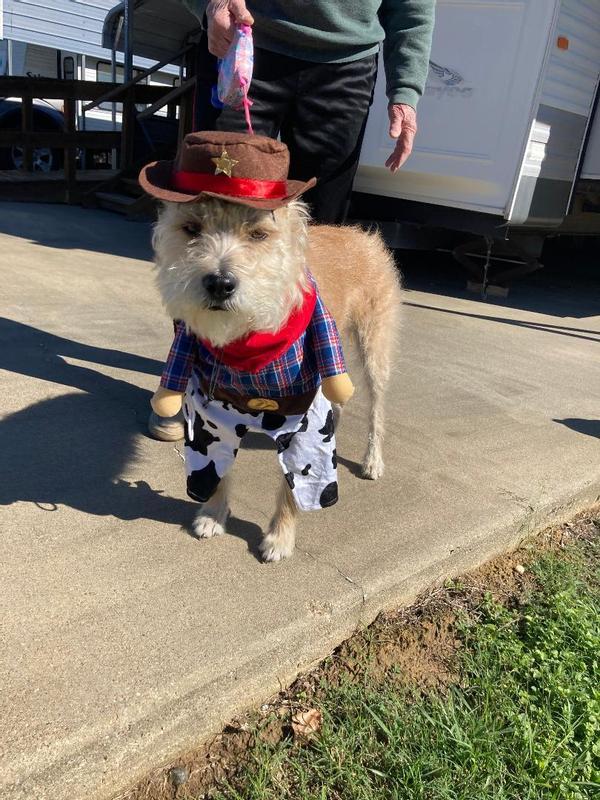 Cowgirl sales dog costume