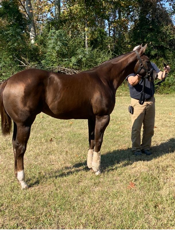 My weanling show filly!