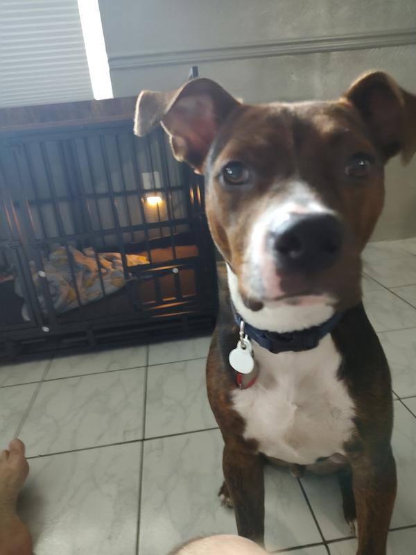 GUNNER SHOWING OFF HIM DOGGY-PAD!