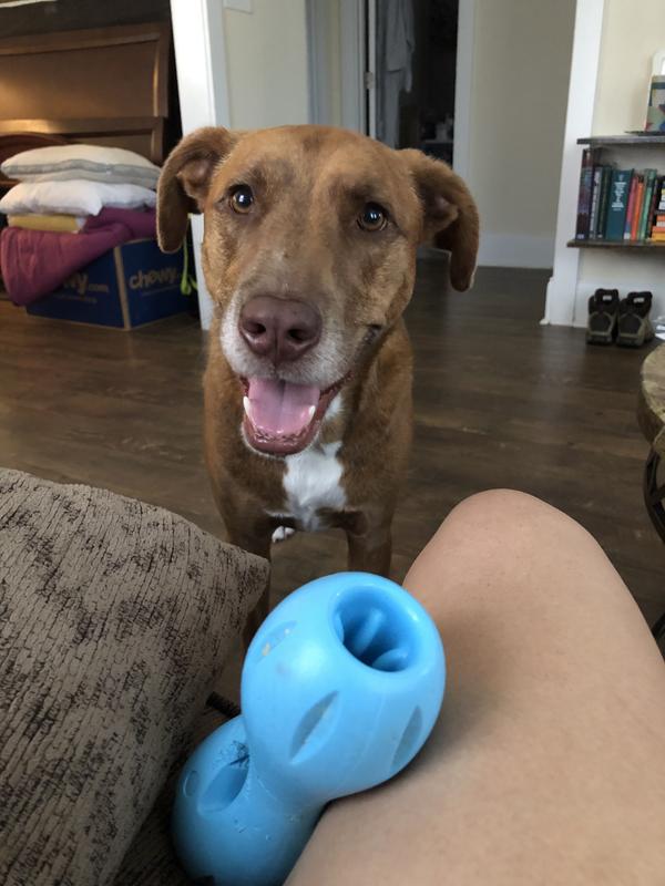 He has a habit of bringing it to us when he wants something put in it