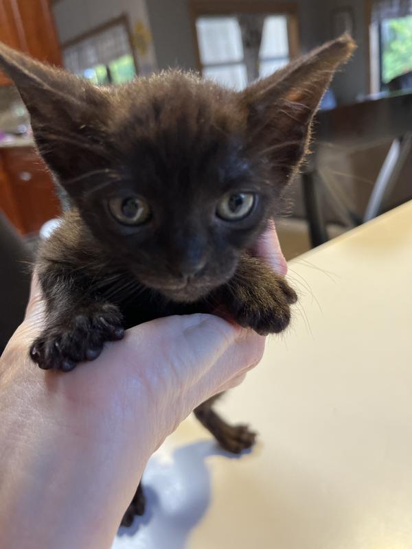 Where’s the lamb???