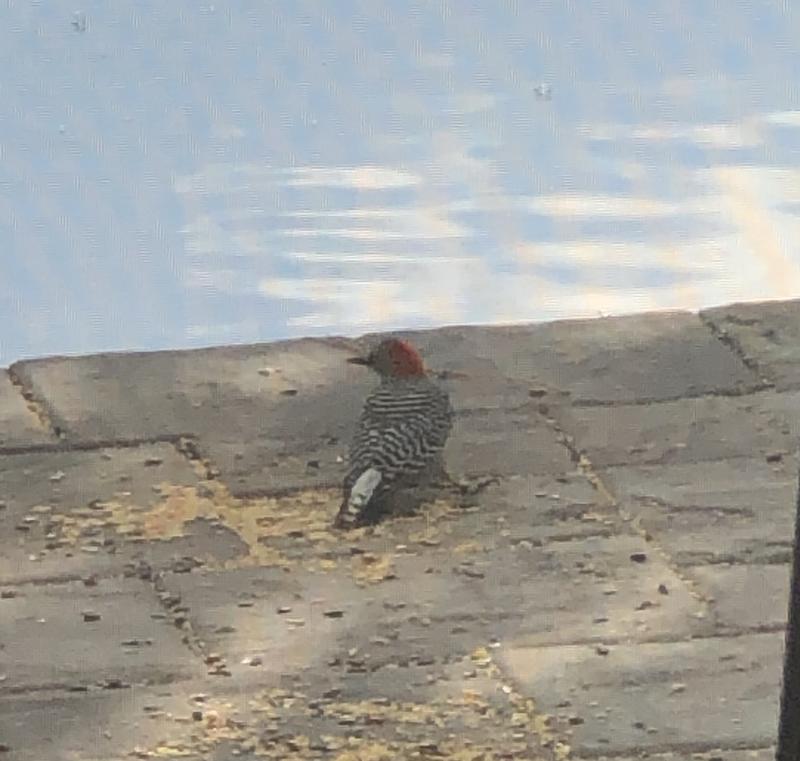 Red Bellied Woodpecker