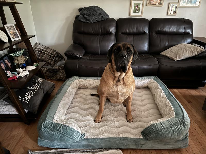 Willow - 3.5 years old & 170 lbs