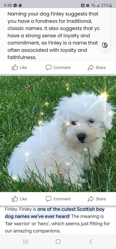Royal canin maltese dog food reviews hotsell