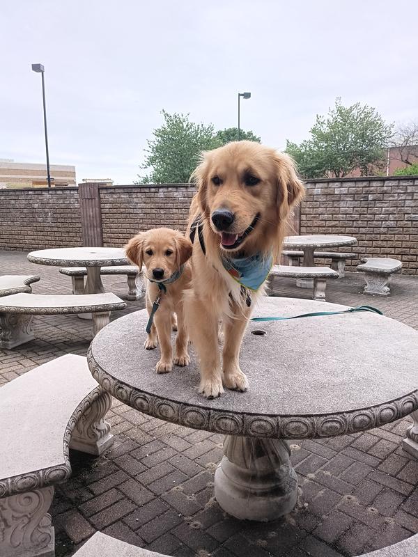 Puppy Love