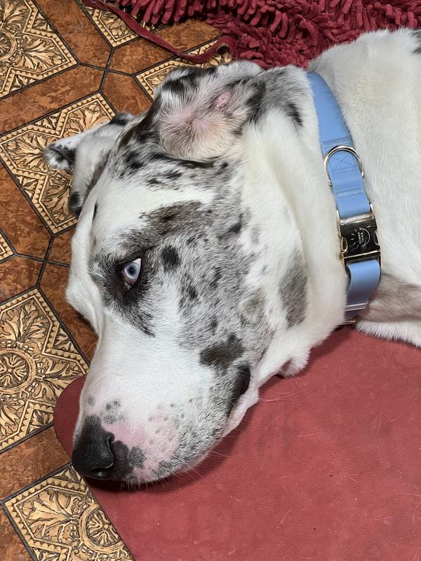 Love the color on him as well.