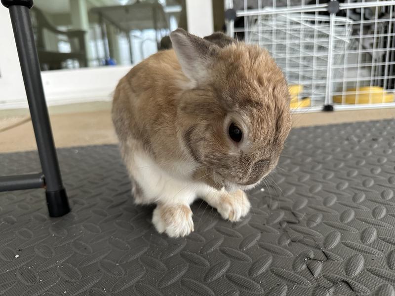 Dwarf bath after favor snack