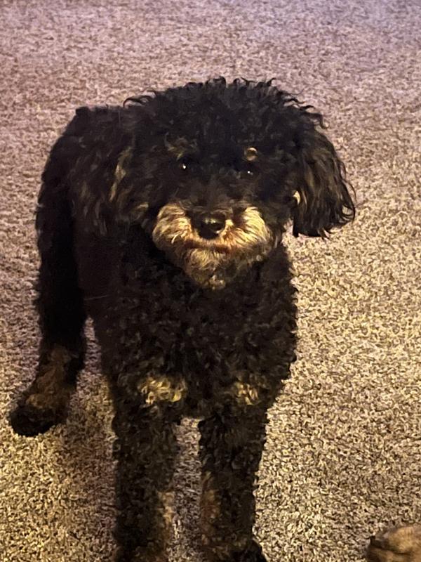 Ebony picks gourmet Caesar moist food!