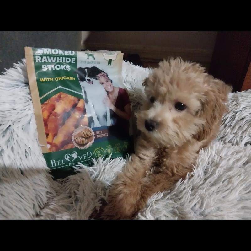 Chewbacca the Mini Poodle