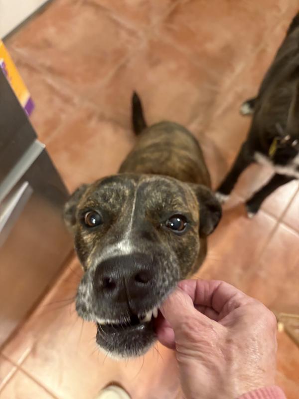 Photo 3 showing how oily the treats are. Photos 4, 5, and 6 show my dogs completely enjoying these treats!