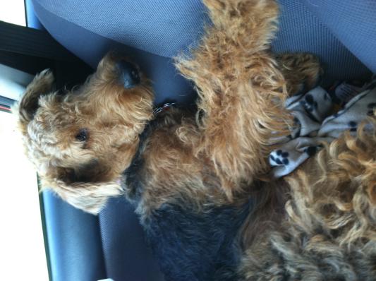Going for a road trip! Toby loves CANIDAE PAWS! Training to be an agility dog and eats 6-7 cups a day and is in great shape for the sport thanks to CANIDAE PAWS!
