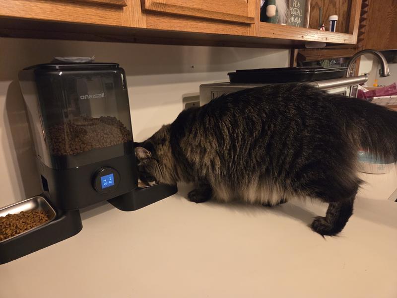 Melvin runs whem he hears the food drop