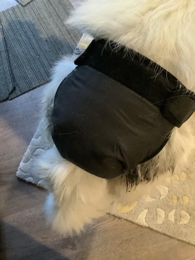 Best Female Dog Diaper Ever