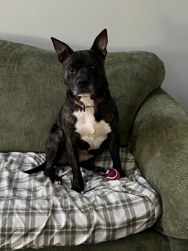 Finally getting the love needed after all the abuse what a sweet boy