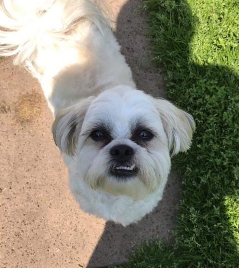 Bear i year old