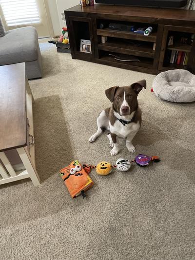 9 month old loving some of the toys