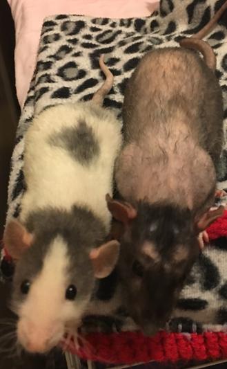 Abe Lincoln - Russian blue mismarked rex and Flick - black double rex