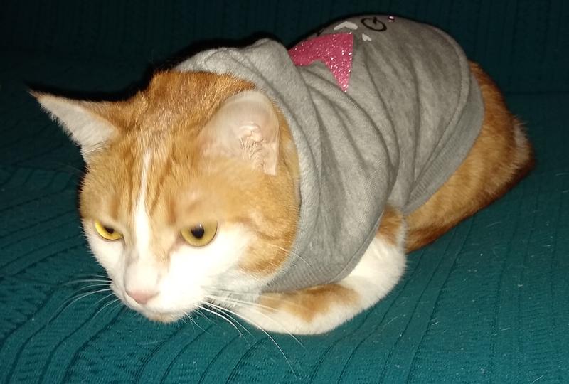 Kiki snuggles up in her Chewy sweater