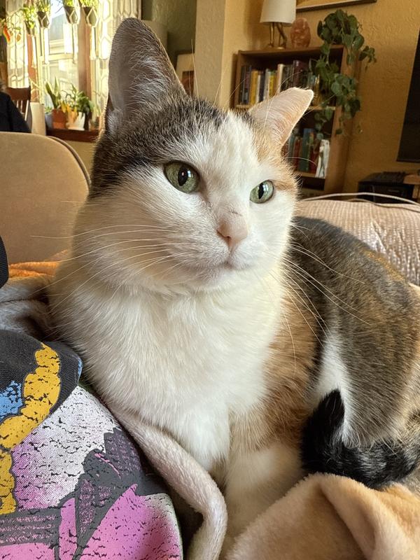 Nubbies enjoying sitting on the couch again!
