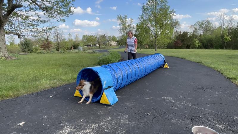 Taz loves his tunnel!