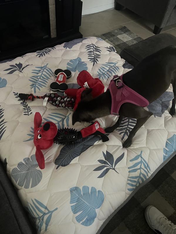 Busy body ruff n tough