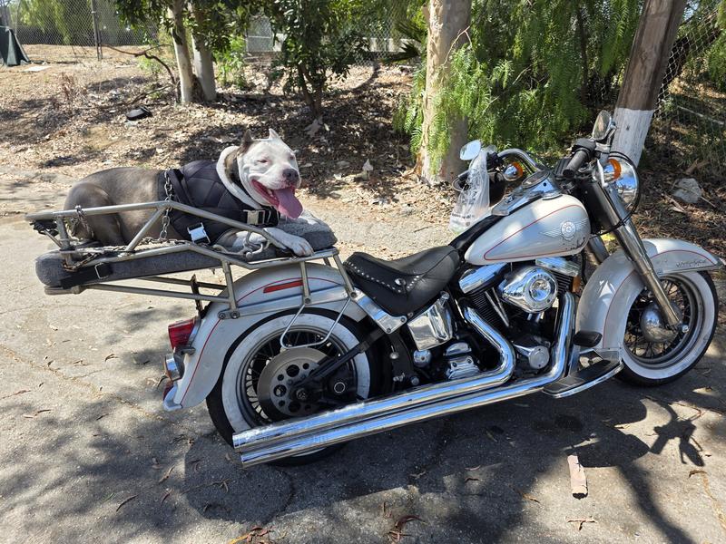 Without this stuff it would be too painful for my Indigo doodoo to go on his rides