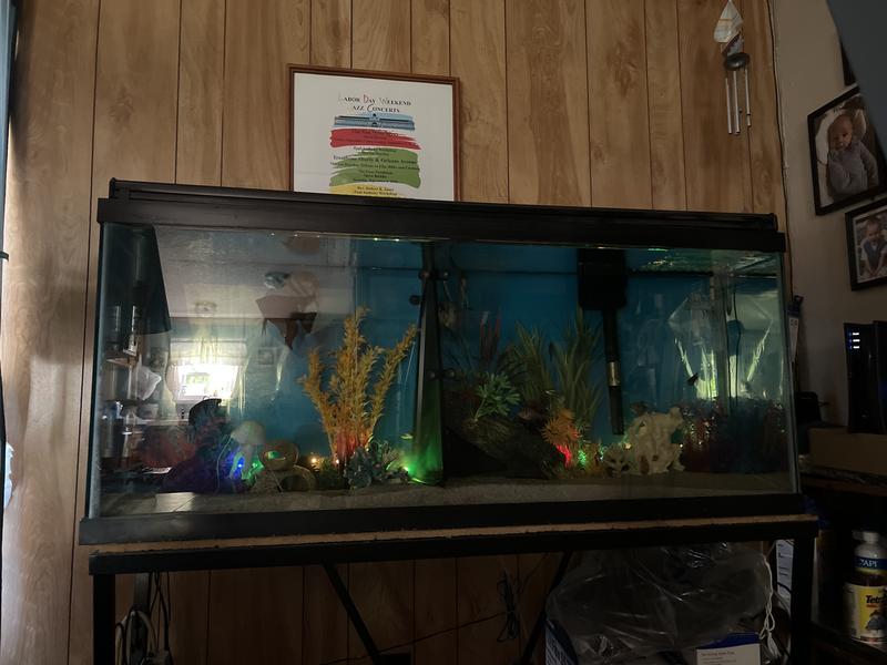 My 55-gallon tropical fish aquarium