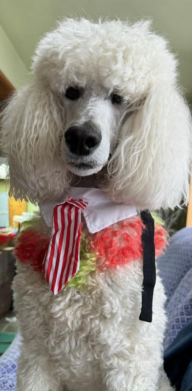 First Introduction/Five minutes in it was nap time/Wearing the necktie