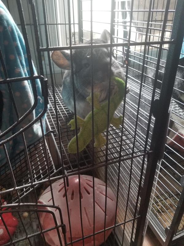 Snickers eating hers