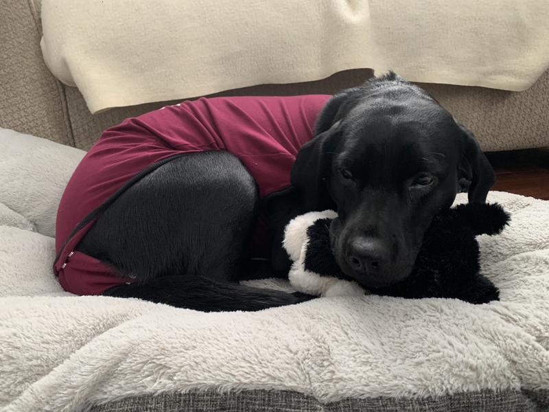 Dog Onesie After Surgery - BellyGuard