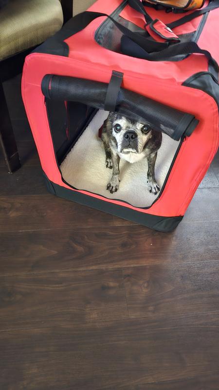 My dog seemed to like it