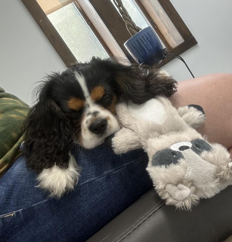 Emotional support at the vet