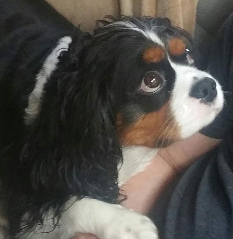 7 year old King Charles Cavalier named GULLIVER