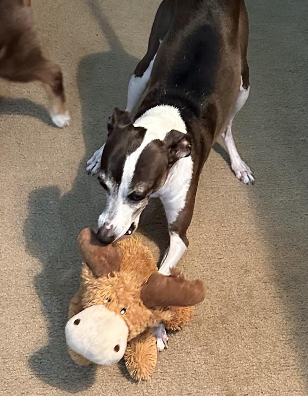 Max and his Moose