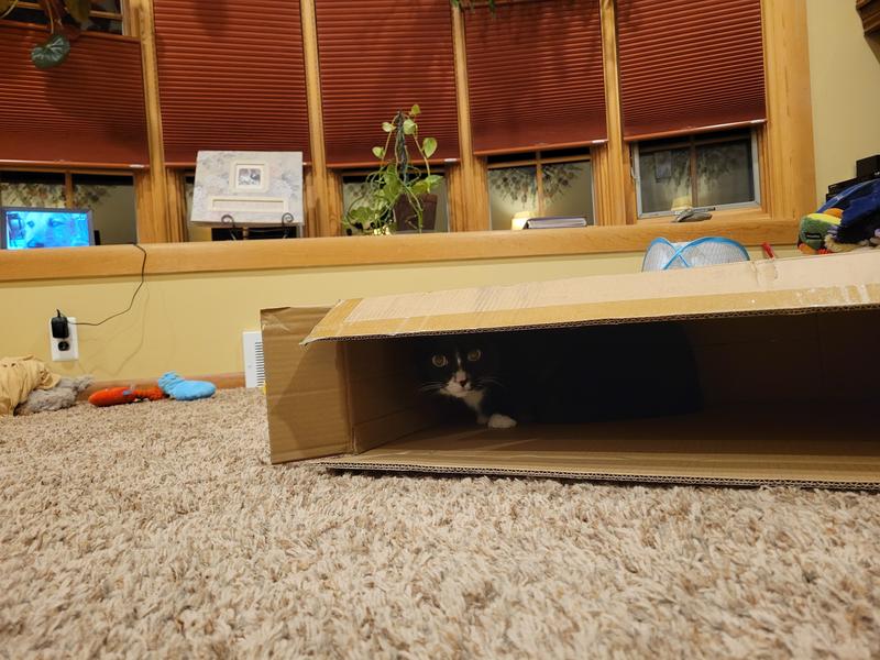 My cat loved the box too!