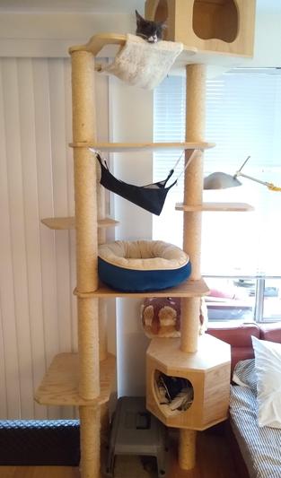 I added a ferret hammock and bed to the middle shelf.