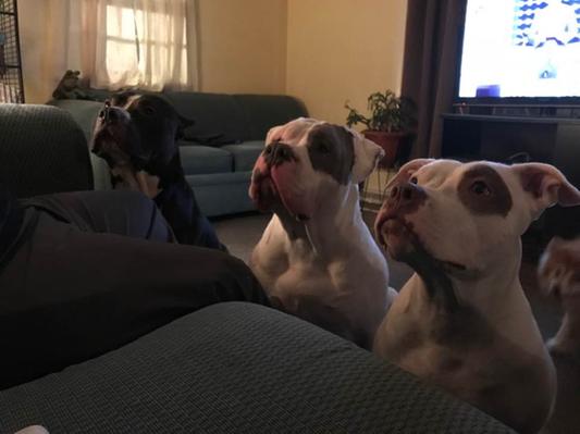 When Chewy treats are being offered