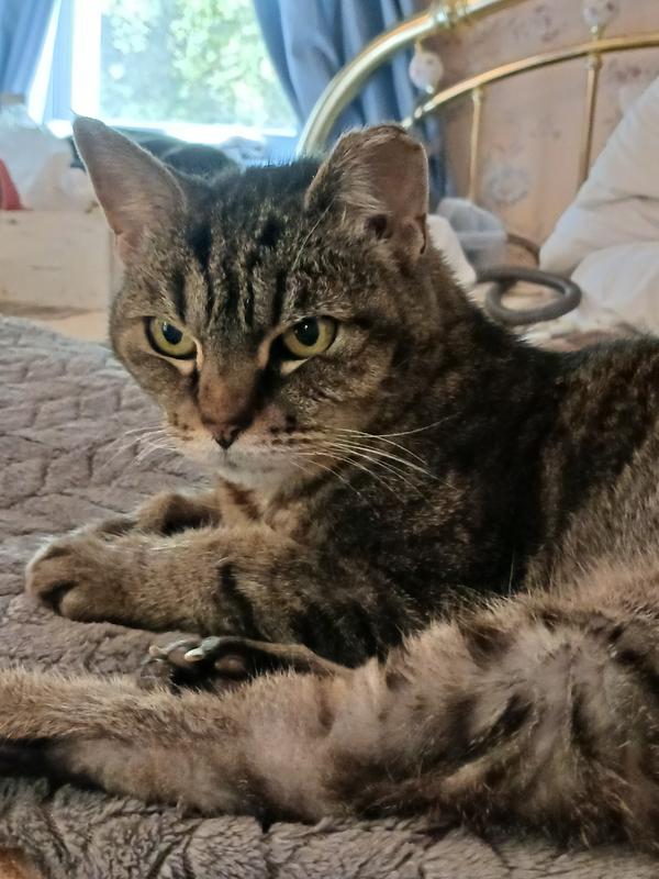 Our 27 year old senior furry daughter, Jasmine