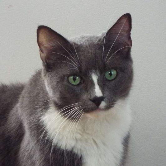 Conner domestic shorthair