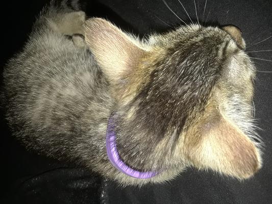 My kitty sleeping wearing her flea & tick collar