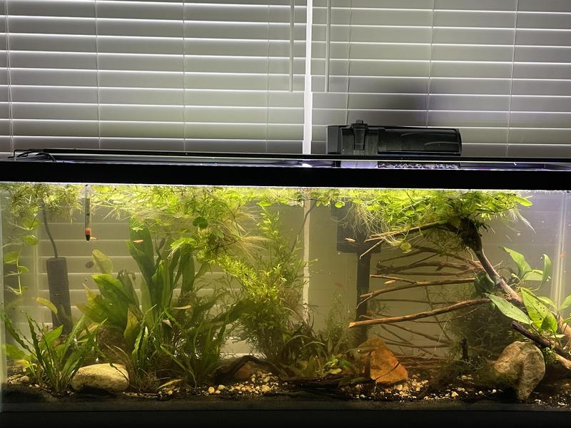 Old scape of my 55 gal; water cleared up very quickly