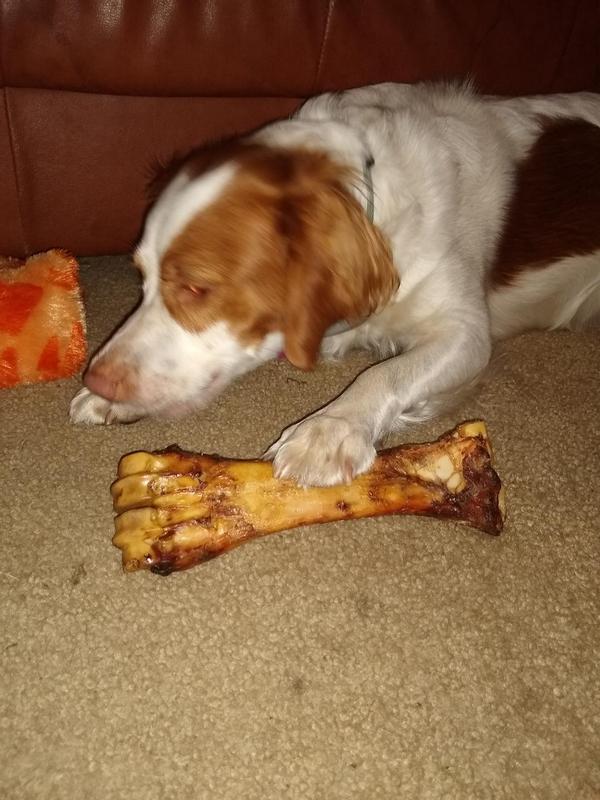 BONES & CHEWS Made in USA Beef Foreshank Bone Dog Treat, 2 count