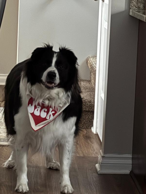 Jack loves his Little Jacs!