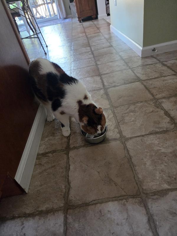 My finicky kitty, Tessy and my old girl, Callie