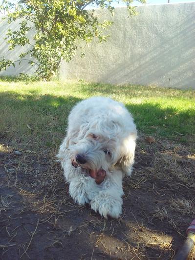 Himalayan root outlet dog chew