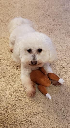 My 12 year old Dodger loving his new turkey toy :)