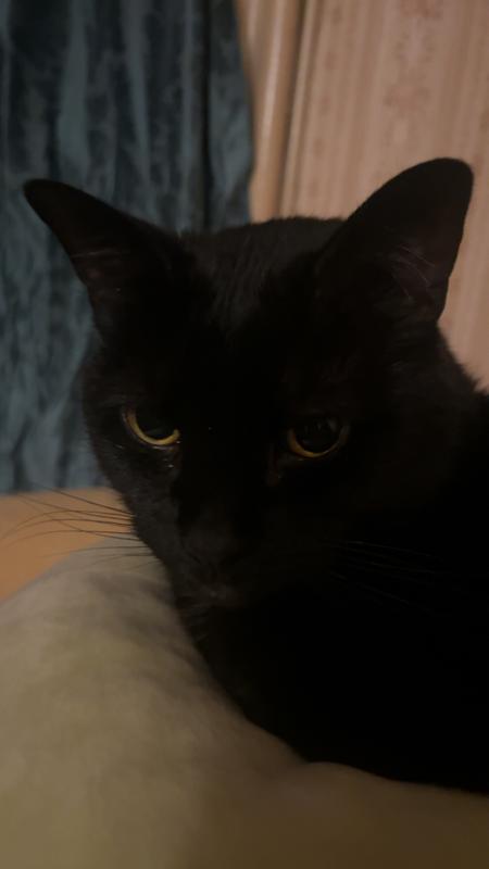 It’s hard to catch a picture of him with the toy in his mouth but that’s how we know he is happy.