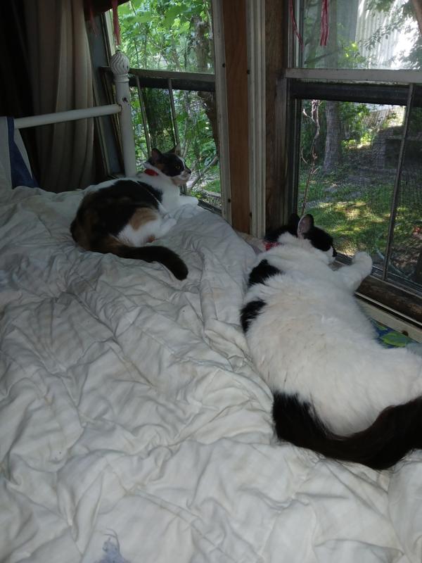 Shelby on the left..and luna