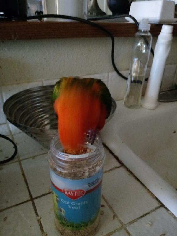 Andi digging into the Oat Groats container